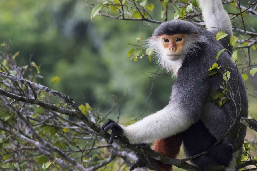 Pu Mat National Park is rich in biodiversity