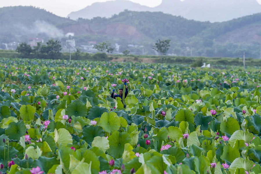 Rural landscape of Quang Trich