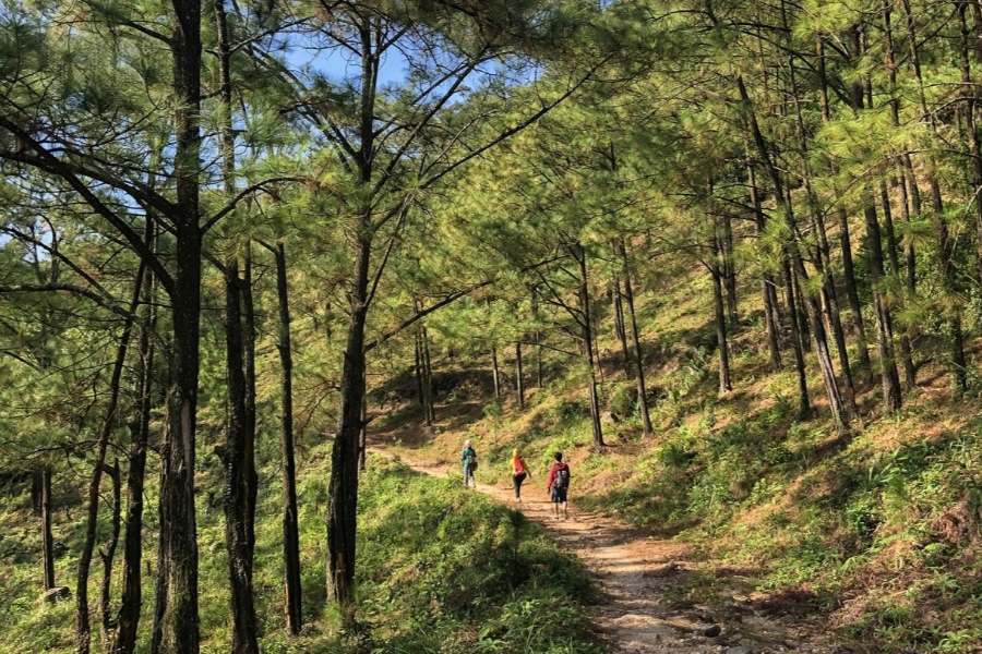 The Pine Forest at Mo Waterfall Eco-tourism area (Source: Vov)