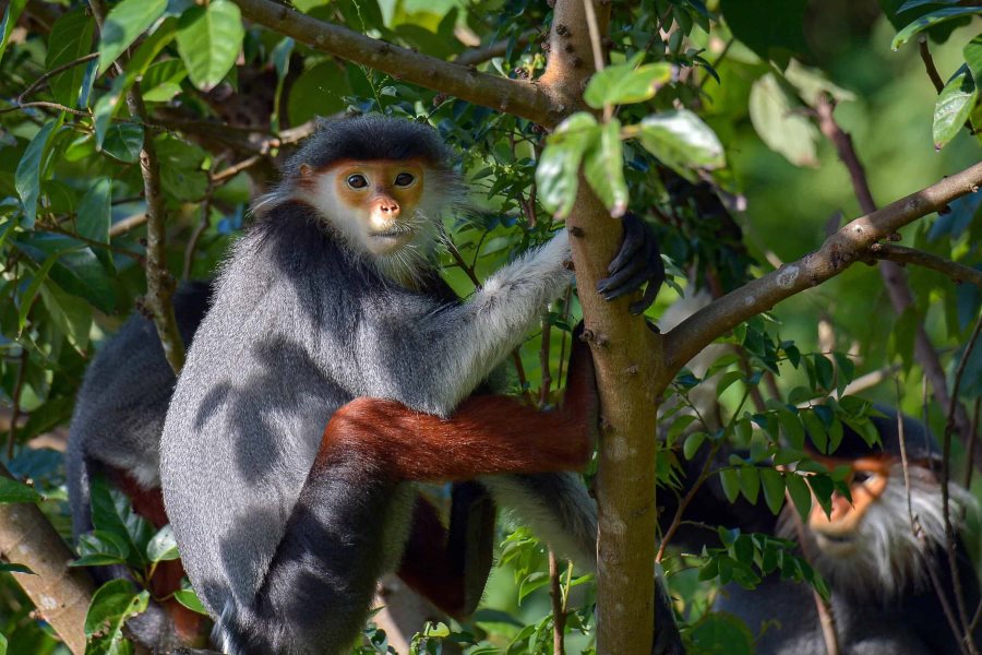 Discover the primeval forest of Ru Linh Quang Tri
