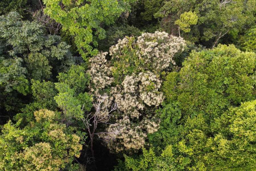Ru Linh Primeval Forest