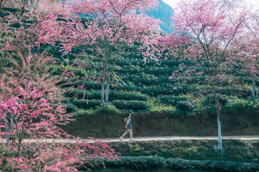 O Quy Ho Tea Hill adorned with cherry blossoms