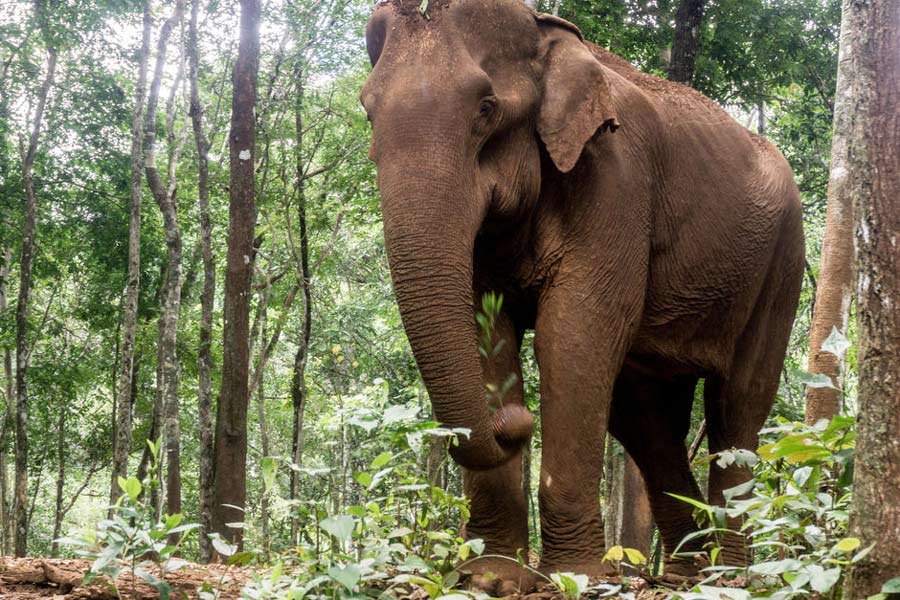Best attractions for a 7-day tour in Cambodia