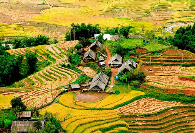 Ta Van during the rice harvest season