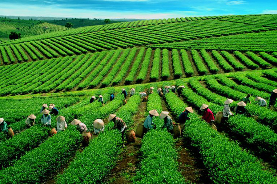 Tam Chau Tea Hill in Bao Loc 
