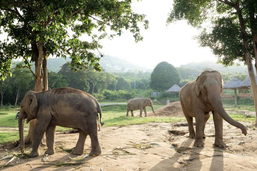 Thailand elephants in a natural environment