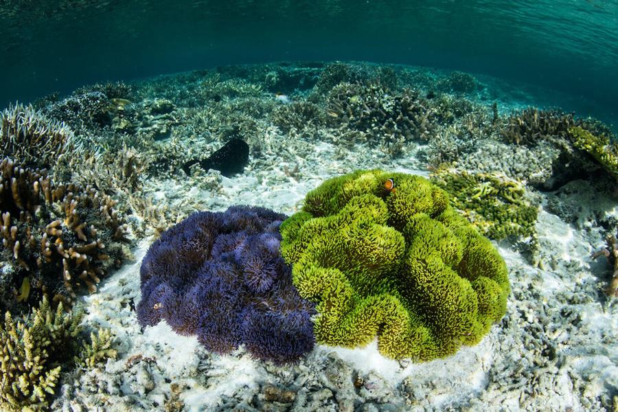 Snorkeling and diving are popular water activities, especially in destinations with vibrant marine ecosystems like Koh Chang