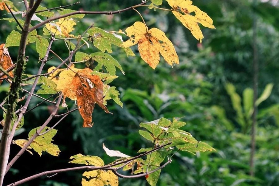 The sight of red maple leaves adorning Lung Cung mountain