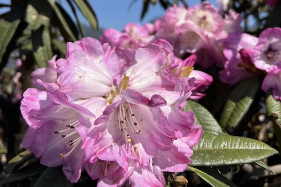 Azalea flowers bloom on mountain Putaleng