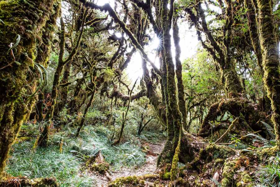 Ta Xua mountain is one of the most beautiful trekking routes in Vietnam