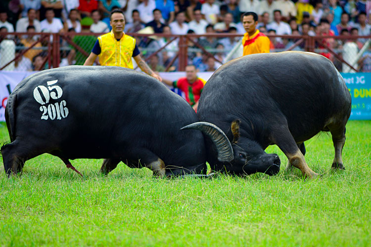 The Buffalo Fighting Festival in Do Son