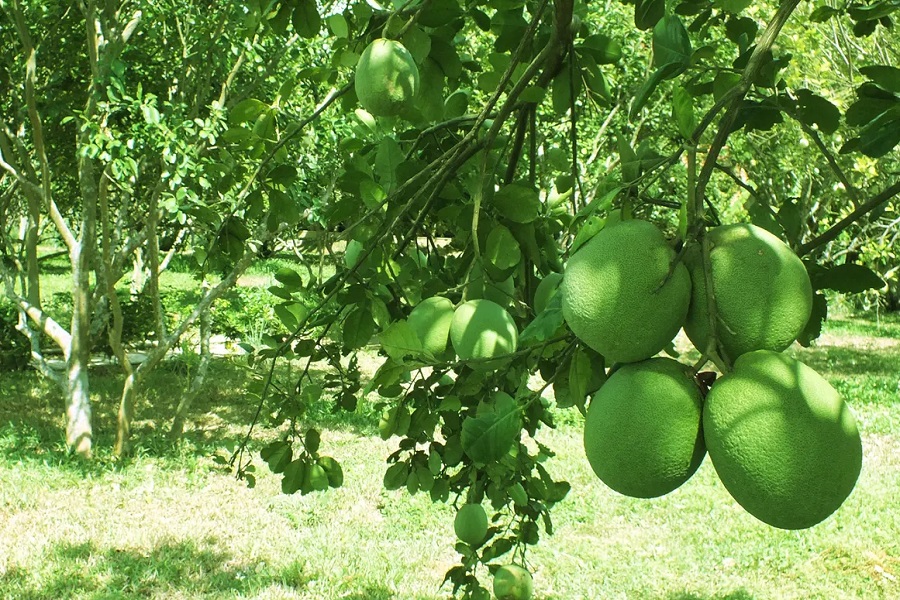 Thanh Tra was once a fruit offered to the nobility