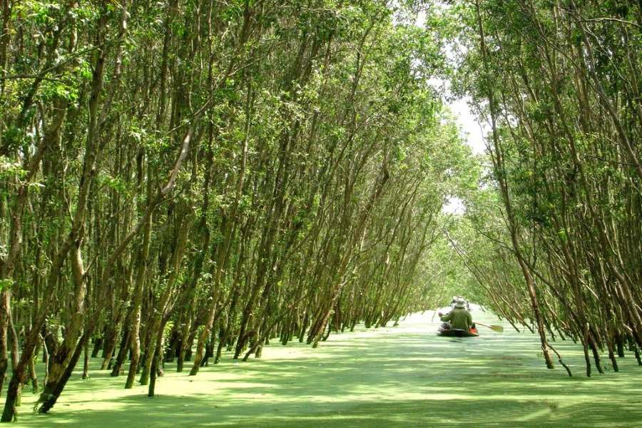 Tips for travelers visiting Vi Thuy Melaleuca Forest