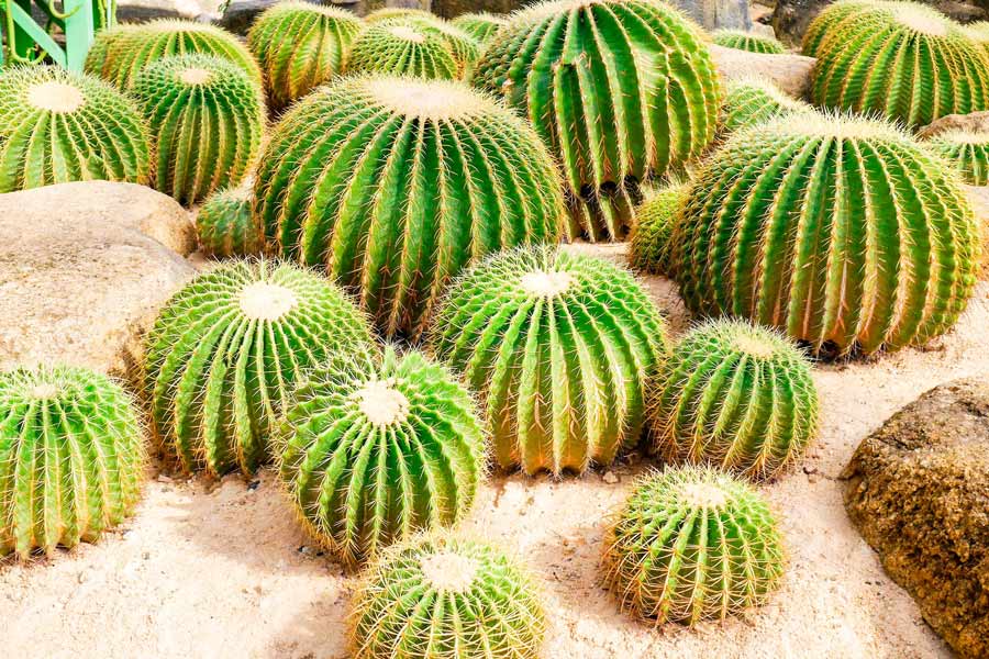 What to do in Nong Nooch Pattaya Tropical Garden