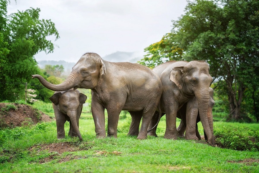 Visiting ethical elephant sanctuaries in Chiang Mai lets you support elephant welfare