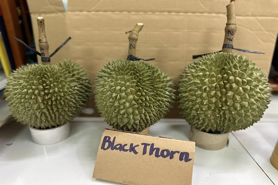 Black Thorn is easily recognized by its unique look.
