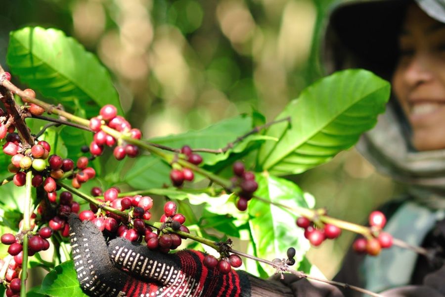 tea and coffe plantation