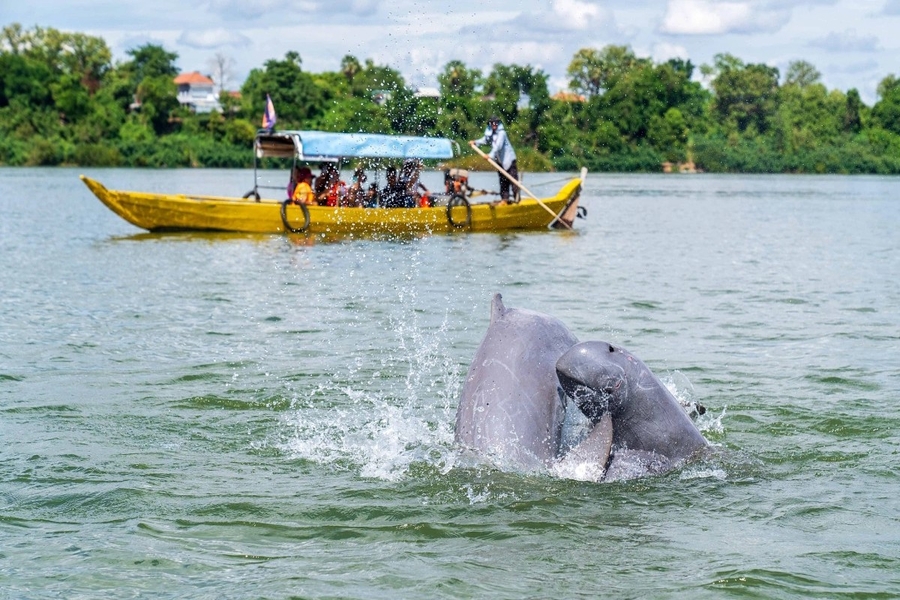 Here, you will have a chance to watch dolphins on the Mekong River. Source: VnExpress