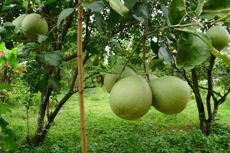 Pomelo Orchards