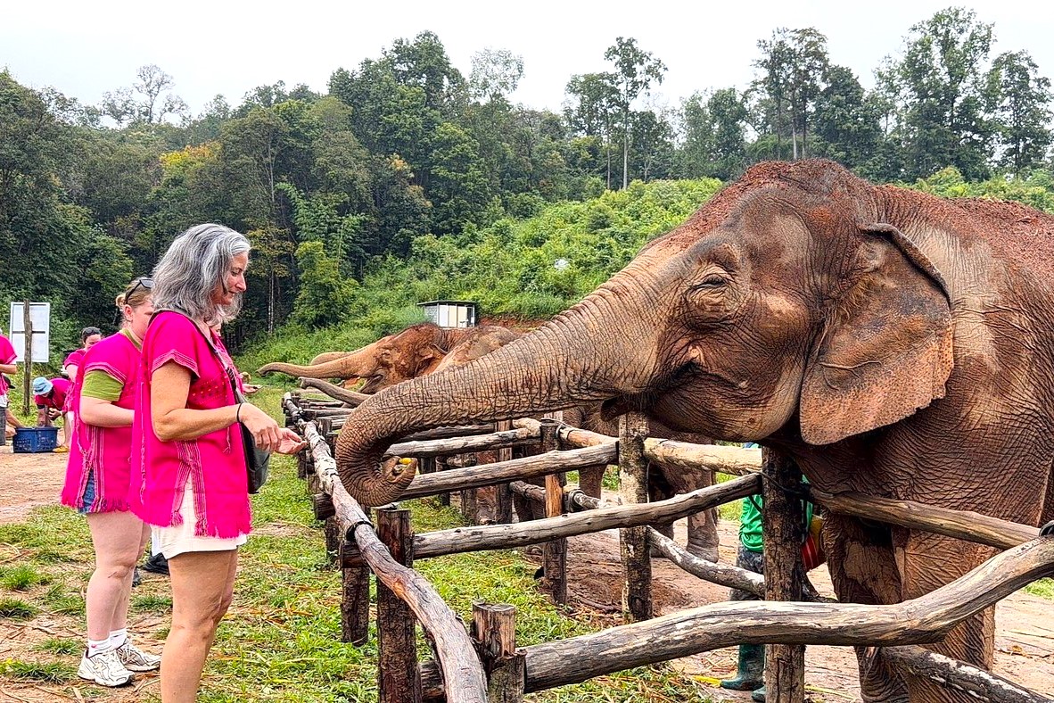 Bangkok or Chiang Mai: Chiang Mai Elephant Sanctuary