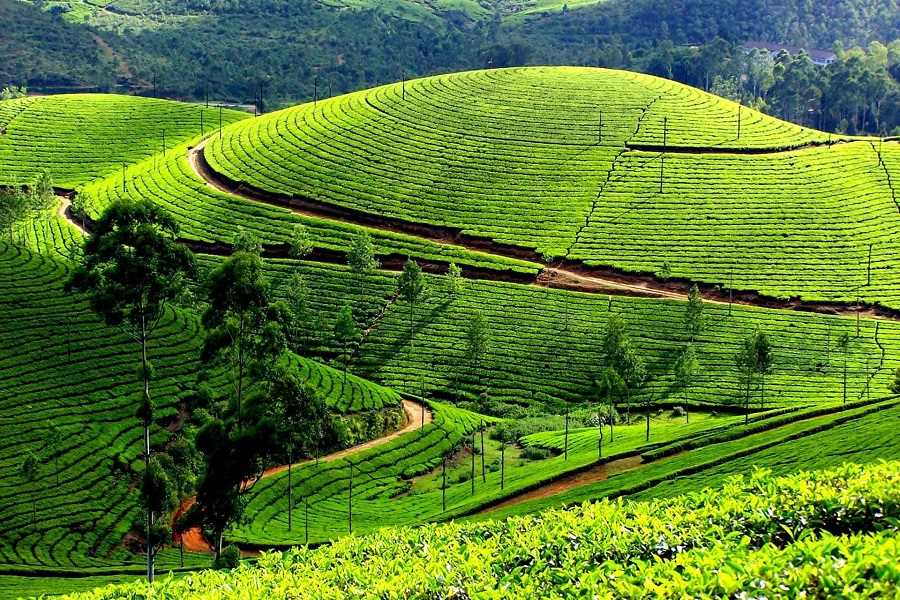 The best time to visit Thanh Chuong Tea Island is the early morning
