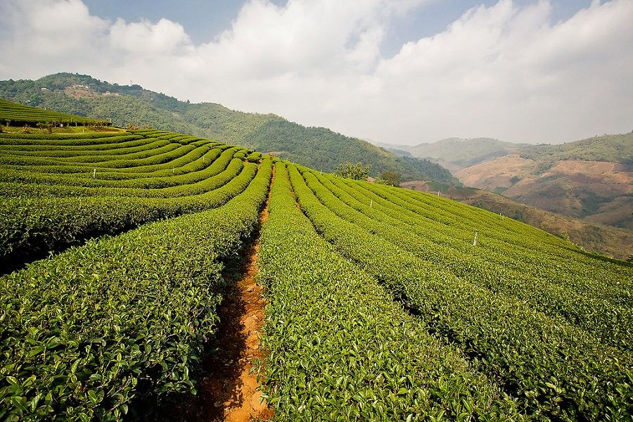 Tea Plantations as the Heart of Doi Mae Salong