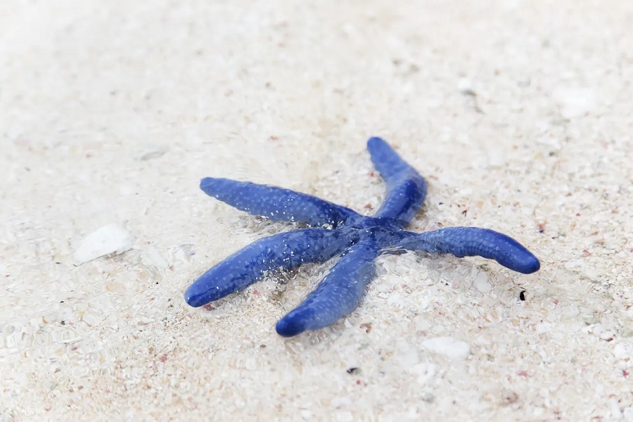 Discover a variety of marine creatures as you explore the tide pools along the Desaru coast