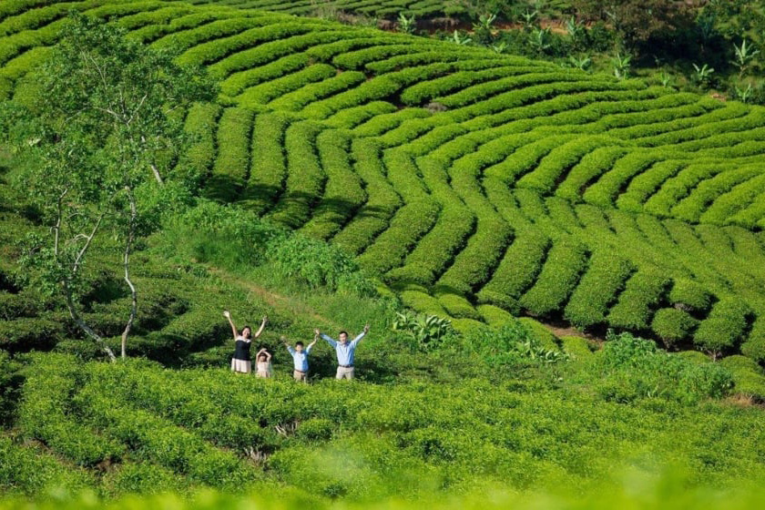 Cau Dat Tea Hill 