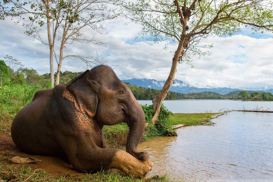 ECC is dedicated to ethical conservation, which means no animal riding or shows