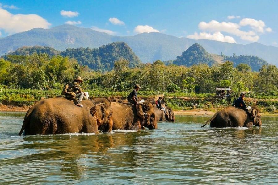 Some programs offer the opportunity to ride elephants bareback 