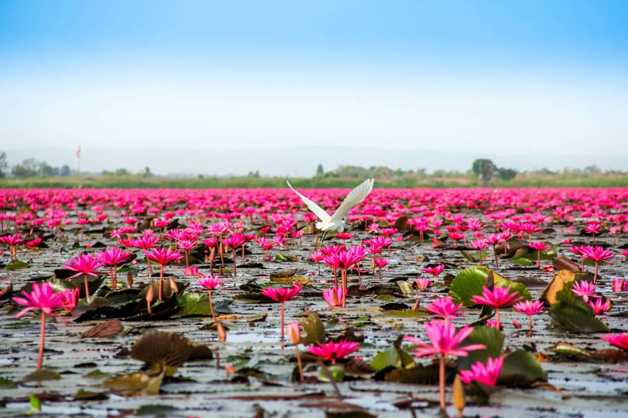 Why Udon Thani is a must-visit for a 5-day tour in Thailand