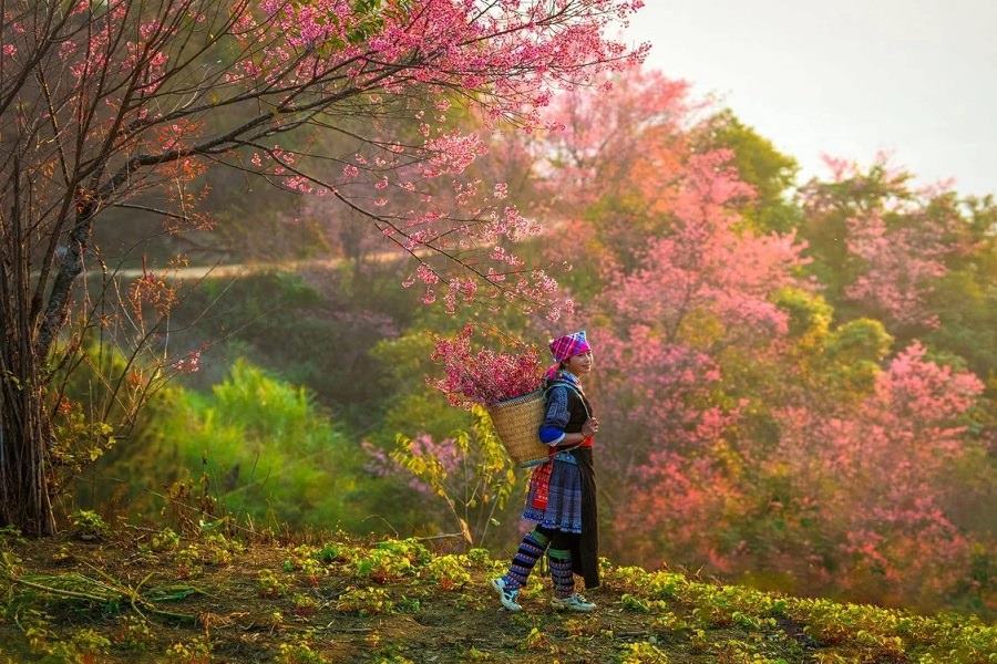 To Day Flowers bloom beautifully in Mong villages