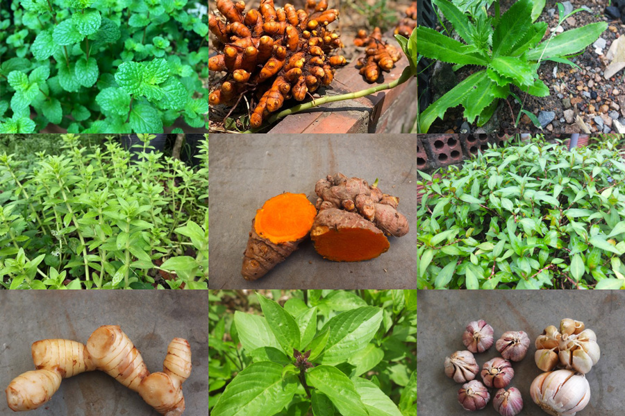 Core ingredients and condiments