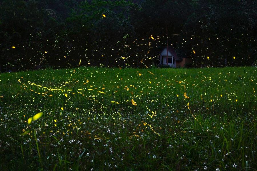 Firefly season is magically beautiful