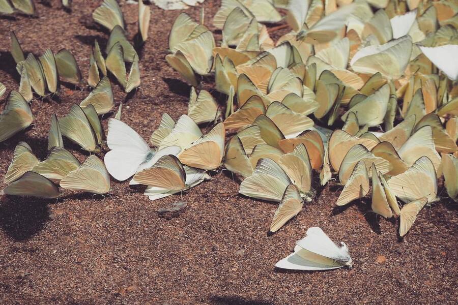 Cuc Phuong forest is filled with butterflies