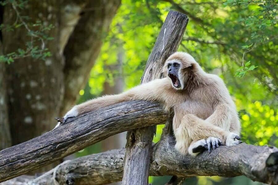 A langur in Ben En