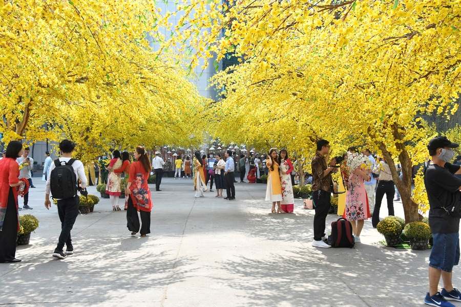 Apricot flowers blooming in Lunar New Year. Source: Thanh Nien