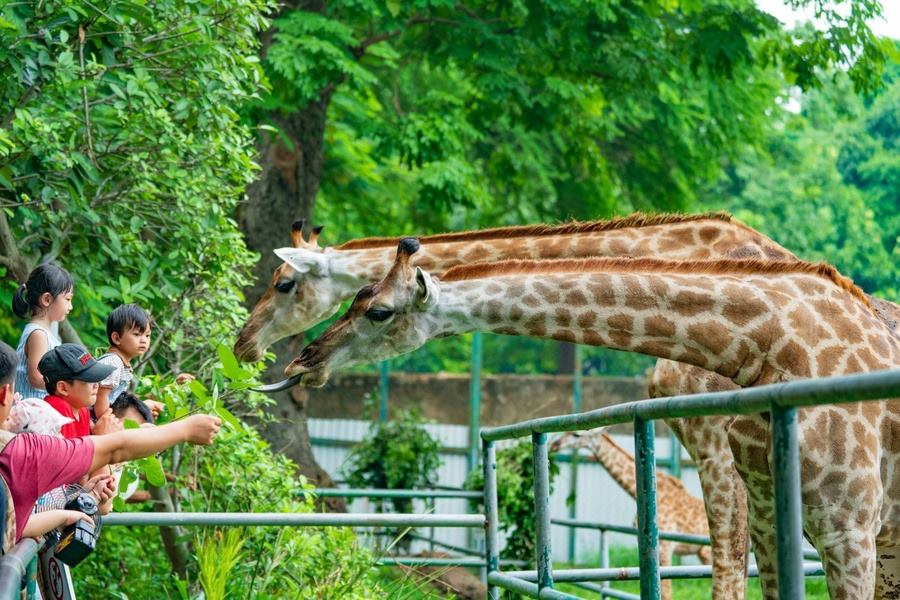You can even feed some wild animals in Thao Cam Vien