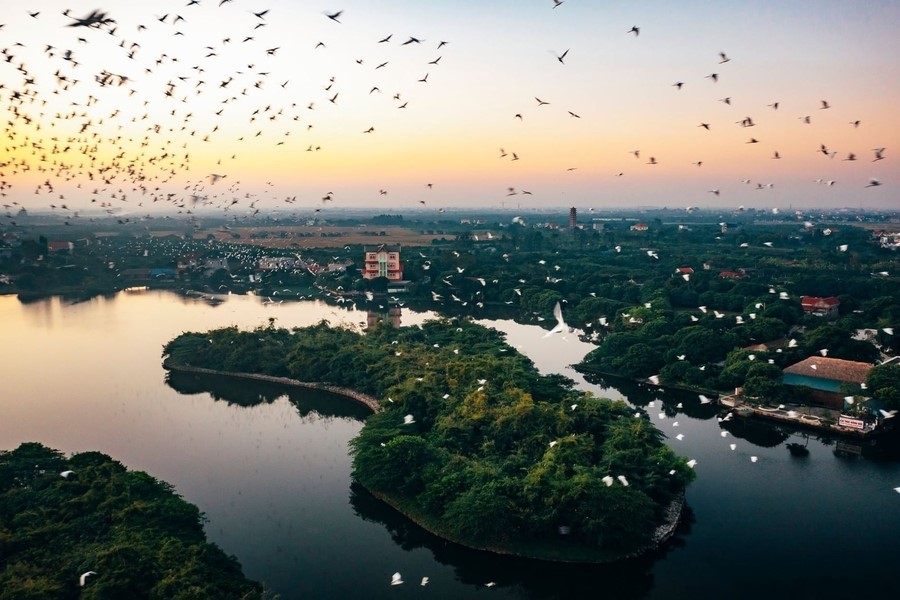 Birds fill the sky at sunset
