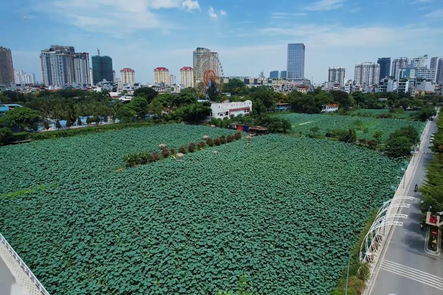 West lake lotus is ready for the festival
