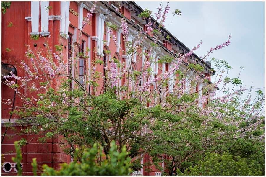 Gliricidia blooming at Hue National High School