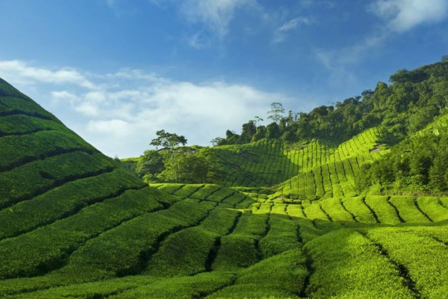 Cameron Highlands Green Plateau