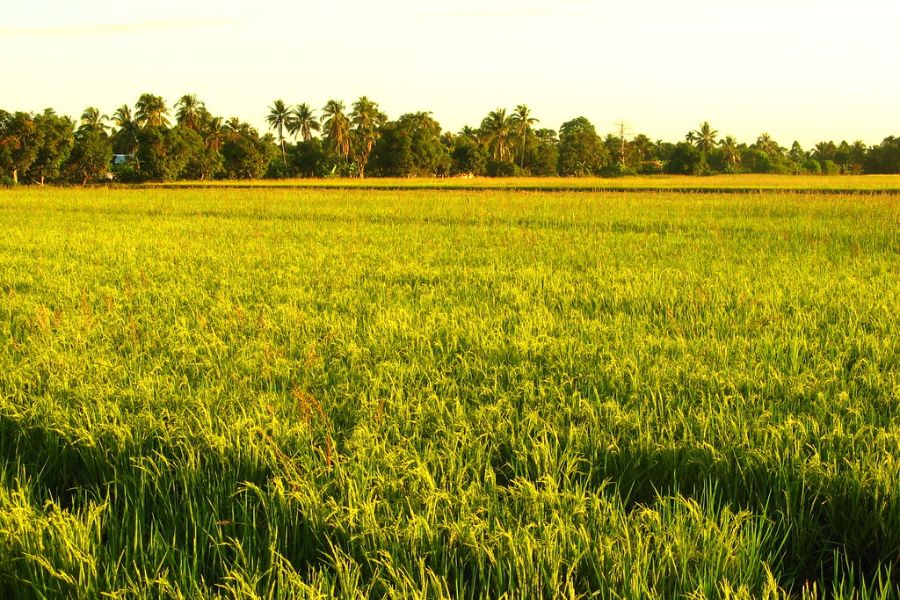 Paddy Fields