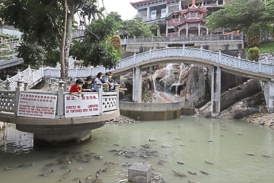 The Turtle Liberation Pond 