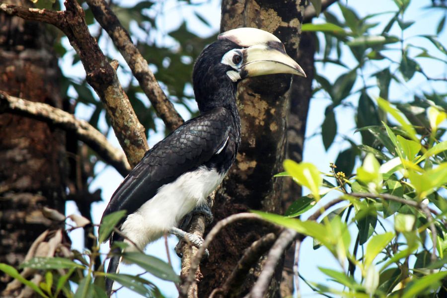 Birds in Kinabatangan Wildlife Sanctuary