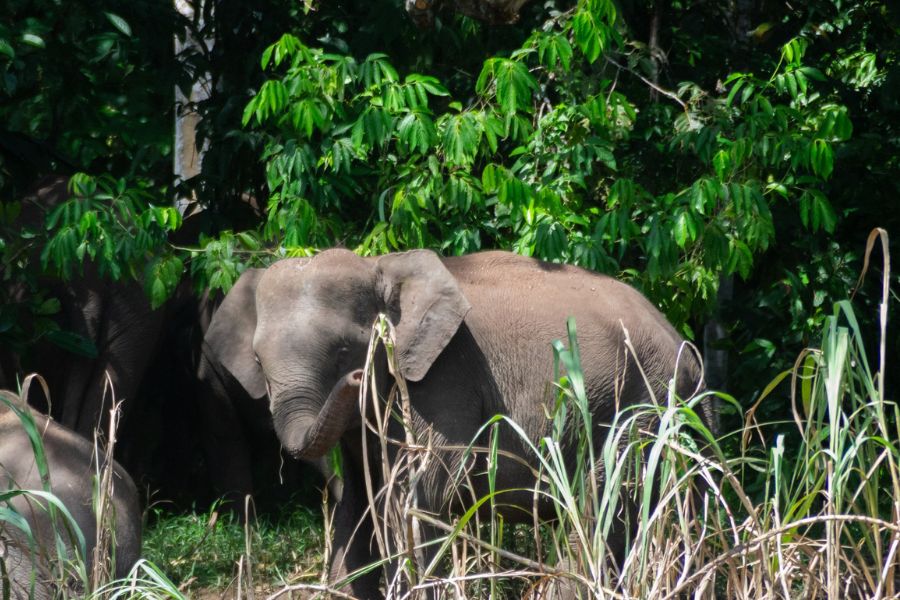 Elephant in Danau Girang Field Centre