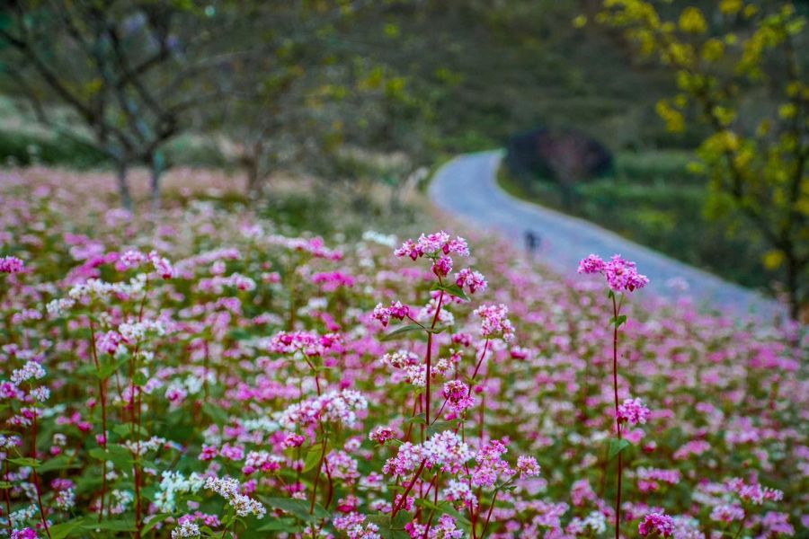 The fields of pink buckwheat flowers spread out like a giant carpet