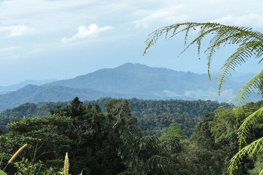 Flourishing Fraser's Hill