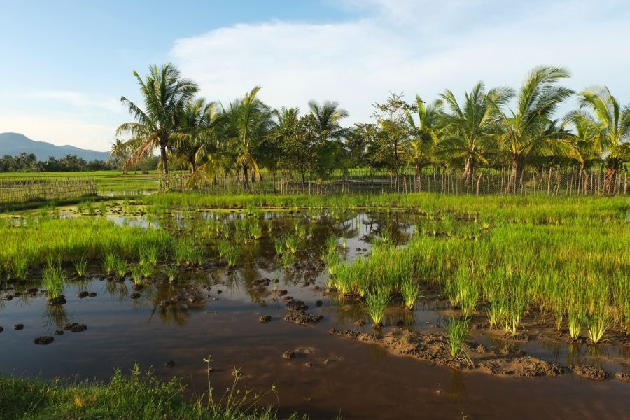 Rainy Season in Cambodia