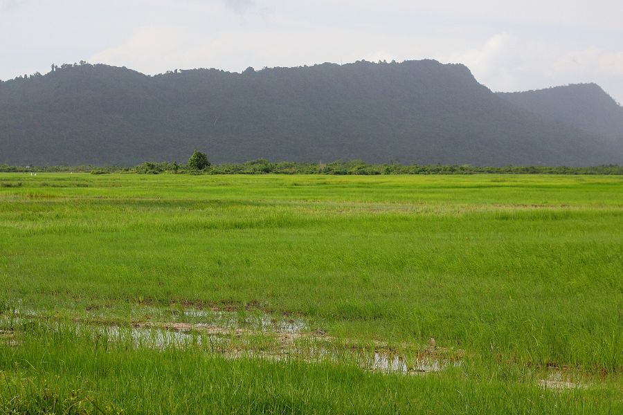 Green fields in Cambodia